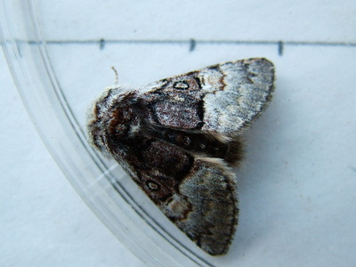 Nut-tree Tussock